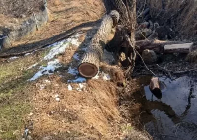 Affordable Tree Company