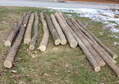 Affordable Tree Specialist