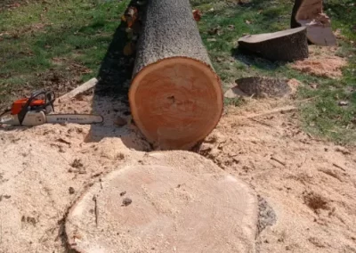 Dependable Tree Expert