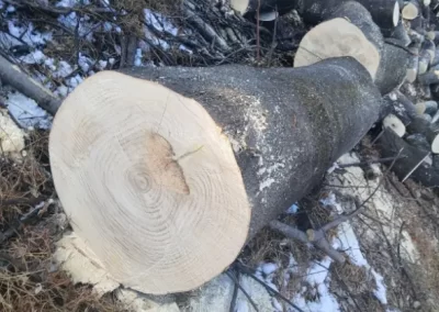 Dependable Tree Service