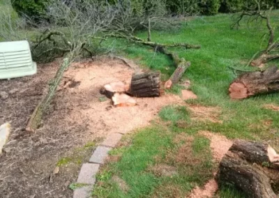 Professional Tree Company