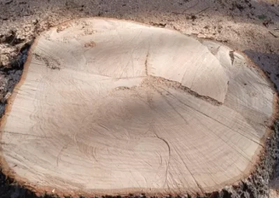 Professional Tree Expert