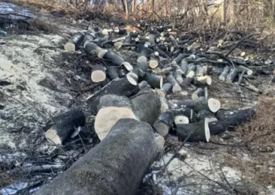 Professional Tree Specialist