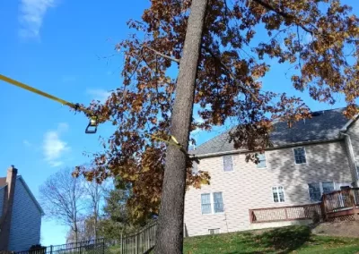 Quality Tree Expert