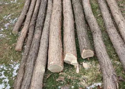 Reliable Tree Expert