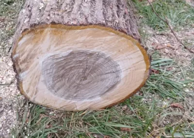 Reliable Tree Service