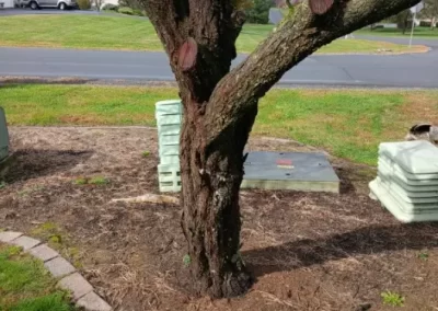 Tree Expert