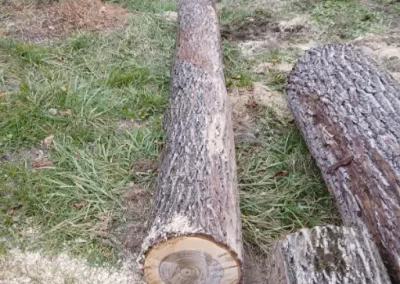 Trusted Tree Expert
