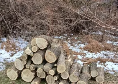 Trusted Tree Service