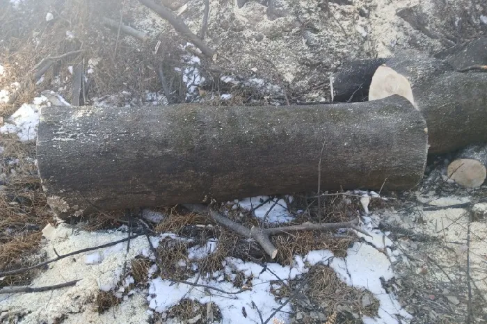 Quality Tree Cutting